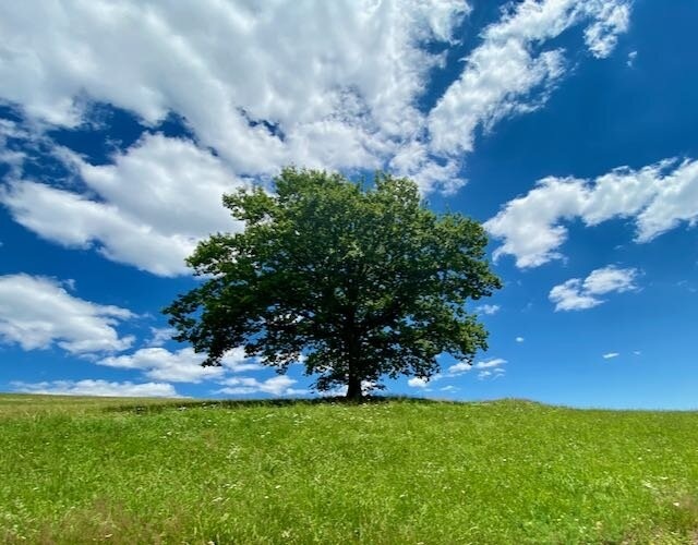 Baum auf wiese